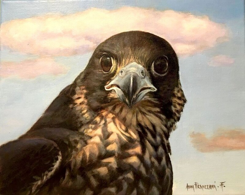 KARA - Falco peregrinus, juv. ♀